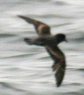 Least Storm-Petrel